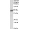 Endophilin-A2 Antibody