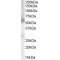 EP4 prostaglandin receptor Antibody