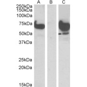 HEK293 lysate (10 µg protein in RIPA buffer) overexpressing Human EPM2AIP1 with DYKDDDDK tag probed with abx432658 (1 µg/ml) in Lane A and probed with anti-DYKDDDDK Tag (1/1000) in lane C. Mock-transfected HEK293 probed with abx432658 (1mg/ml) in Lane B. Primary incubations were for 1 hour. Detected by chemiluminescence.