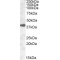 DNA Excision Repair Protein ERCC-1 (ERCC1) Antibody