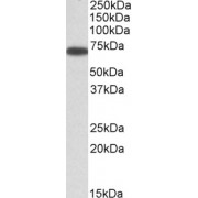 Western blot analysis of extract of A431 lysate (35 µg protein in RIPA buffer) using ERO1-like antibody (0.3 µg/ml).