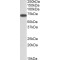 ERO1-like Antibody