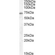 abx432668 (0.5 µg/ml) staining of Human Lung lysate (35 µg protein in RIPA buffer). Primary incubation was 1 hour. Detected by chemiluminescence.