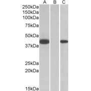 HEK293 lysate (10 µg protein in RIPA buffer) overexpressing Human FANCF with C-terminal MYC tag probed wth abx432675 (1 µg/ml) in Lane A and probed with anti-MYC Tag (1/1000) in lane C. Mock-transfected HEK293 probedwith abx432675 (1mg/ml) in Lane B. Primary incubations were for 1 hour. Detected by chemiluminescence.