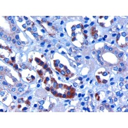 F-Box And WD Repeat Domain Containing 2 (FBXW2) Antibody