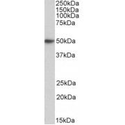 Western blot analysis of Human Peripheral Blood Lymphocytes lysate (35 µg protein in RIPA buffer) using (0.3 µg/ml, 1 hour).