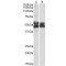 Fc Receptor-Like Protein 1 (FCRL1) Antibody