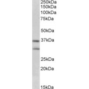 abx432686 (0.3 µg/ml) staining of Human Brain ((Hippocampus) lysate (35 µg protein in RIPA buffer). Detected by chemiluminescence.