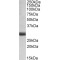 FGF5 (Isoform1) Antibody