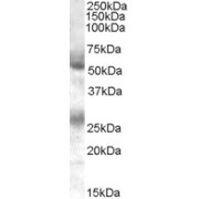 abx432701 (0.1 µg/ml) staining of Human Bone Marrow lysate (35 µg protein in RIPA buffer). Primary incubation was 1 hour. Detected by chemiluminescence.