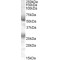 FLVCR Antibody