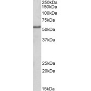 abx432705 (2 µg/ml) staining of HEK293 lysate (35 µg protein in RIPA buffer). Primary incubation was 1 hour. Detected by chemiluminescence.