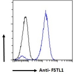 Follistatin Like Protein 1 (FSTL1) Antibody