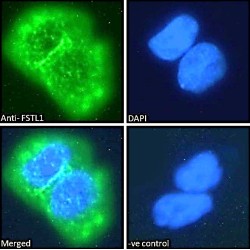 Follistatin Like Protein 1 (FSTL1) Antibody