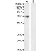 abx432716 (1 µg/ml) staining of Human Ovary lysate (A) + peptide (B) (35 µg protein in RIPA buffer). Detected by chemiluminescence.