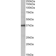 abx432718 (1 µg/ml) staining of Human Liver lysate (35 µg protein in RIPA buffer). Detected by chemiluminescence.