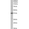 Galactoside Alpha-(1,2)-Fucosyltransferase 2 (FUT2) Antibody