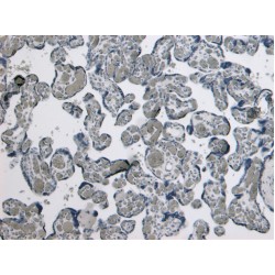 Growth Differentiation Factor 15 (GDF15) Antibody