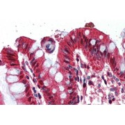 abx432747 (2 µg/ml) staining of paraffin embedded Human Colon. Steamed antigen retrieval with citrate buffer pH 6, AP-staining.