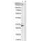 Golgin Subfamily A Member 3 (GOLGA3) Antibody