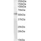 Probable G Protein Coupled Receptor 142 (GPR142) Antibody