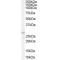 G-Protein Coupled Receptor 40 (GPR40) Antibody