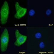 abx432779 Immunofluorescence analysis of paraformaldehyde fixed HeLa cells, permeabilized with 0.15% Triton. Primary incubation 1hr (10 µg/ml) followed by AF488 secondary antibody (2 µg/ml), showing Mitochondria/cytoplasmic staining. The nuclear stain is DAPI (blue). Negative control: Unimmunized goat IgG (10 µg/ml) followed by AF488 secondary antibody (2 µg/ml).