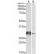 Glutathione S Transferase Omega 1 (GSTO1) Antibody