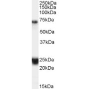 abx432785 (0.1 µg/ml) staining of Human Brain (Hippocampus) lysate (35 µg protein in RIPA buffer). Detected by chemiluminescence.