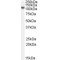 HCAP-H Antibody