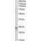 Transcription Factor HES-4 (HES4) Antibody