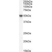 abx432796 (1 µg/ml) staining of Human Tonsil lysate (35 µg protein in RIPA buffer). Detected by chemiluminescence.