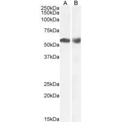 Histone Deacetylase 1 (HDAC1) Antibody