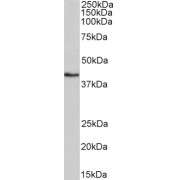 abx432804 (0.1 µg/ml) staining of K562 lysate (35 µg protein in RIPA buffer). Detected by chemiluminescence.