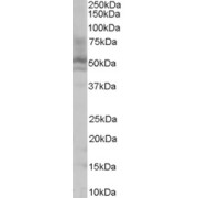 abx432808 (0.1 µg/ml) staining of HepG2 lysate (35 µg protein in RIPA buffer). Detected by chemiluminescence.