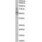 Hepatocyte Nuclear Factor 4 Alpha (HNF4A) Antibody