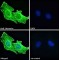 Hornerin Antibody