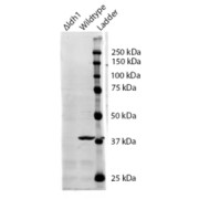 abx432836 (0.5 µg/ml) staining of S. cerevisiae S288c lysate (35 µg protein in RIPA buffer). Primary incubation was 1 hour. Detected by chemiluminescence. The blocking buffer contained non-animal derived protein. Data kindly provided by Dr. F Reggiori, University of Utrecht, Netherlands