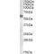 Iduronate 2-Sulfatase (IDS) Antibody