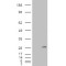 Insulin Like Growth Factor Binding Protein 6 (IGFBP6) Antibody