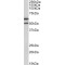 Interleukin 13 Receptor Alpha 2 (IL13RA2) Antibody