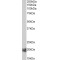 Interleukin 17C (IL17C) Antibody