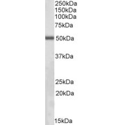 abx432865 (0.5 µg/ml) staining of NIH3T3 lysate (35 µg protein in RIPA buffer). Primary incubation was 1 hour. Detected by chemiluminescence.