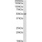 Indoleamine-Pyrrole 2,3-Dioxygenase-Like Protein 1 (INDOL1) Antibody