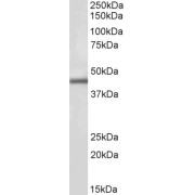 abx432870 (1 µg/ml) staining of Human Kidney lysate (35 µg protein in RIPA buffer). Primary incubation was 1 hour. Detected by chemiluminescence.