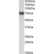 abx432871 (0.1 µg/ml) staining of HepG2 lysate (35 µg protein in RIPA buffer). Primary incubation was 1 hour. Detected by chemiluminescence.