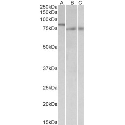 Interferon Regulatory Factor 2 Binding Protein 1 (IRF2BP1) Antibody