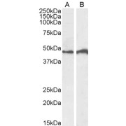 abx432873 (0.5 µg/ml) staining of Daudi (A) and Jurkat (B) cell lysate (35 µg protein in RIPA buffer). Detected by chemiluminescence.