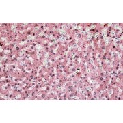 abx432875 (3.8 µg/ml staining of paraffin embedded Human Liver. Steamed antigen retrieval with citrate buffer pH 6, AP-staining.