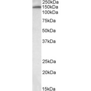 abx432876 (0.03 µg/ml) staining of Human Placenta lysate (35 µg protein in RIPA buffer). Primary incubation was 1 hour. Detected by chemiluminescence.